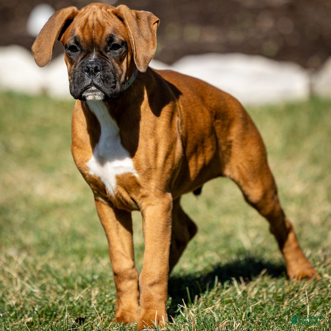 Boxer dogs for sale: Bear - Image 7