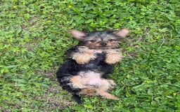 Yorkshire Terrier dogs for sale: Lola - Image 10