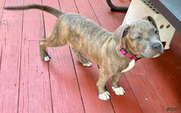 American Bully dogs for sale: Majestic - Image 25
