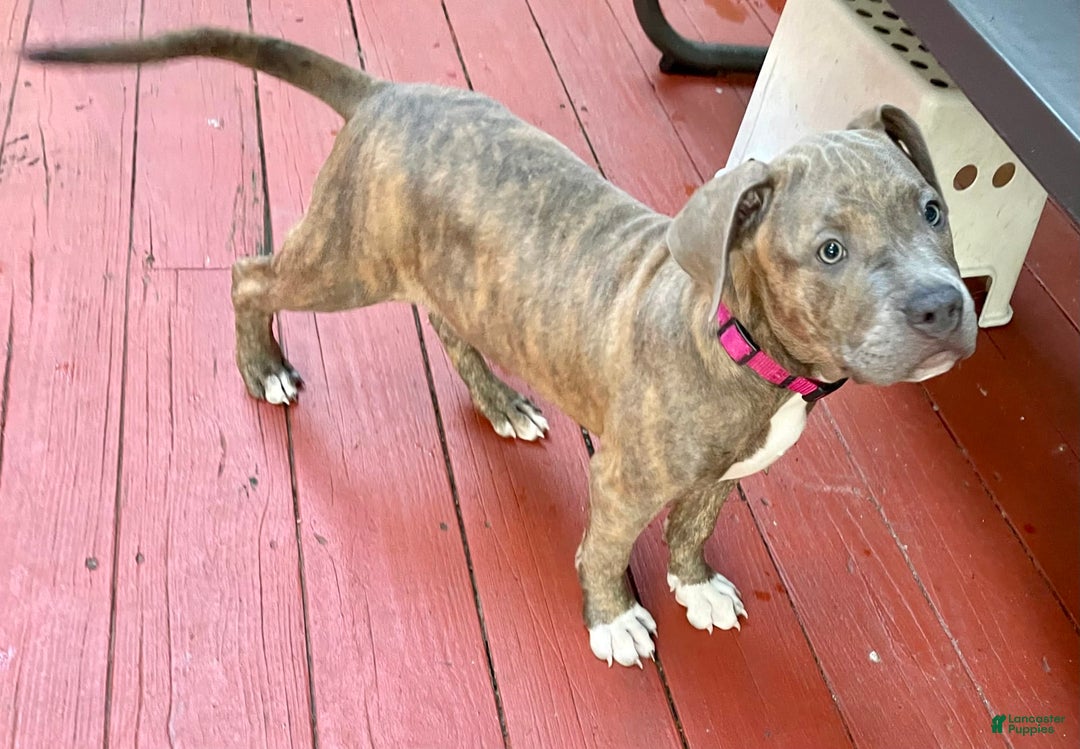 American Bully dogs for sale: Majestic - Image 25