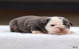 English Bulldog dogs for sale: Toby - Image 3