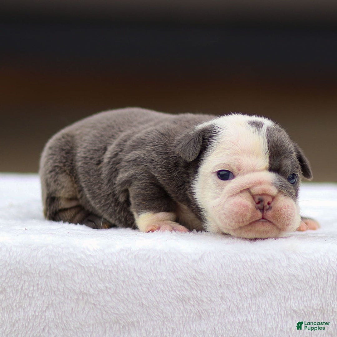 English Bulldog dogs for sale: Toby - Image 3