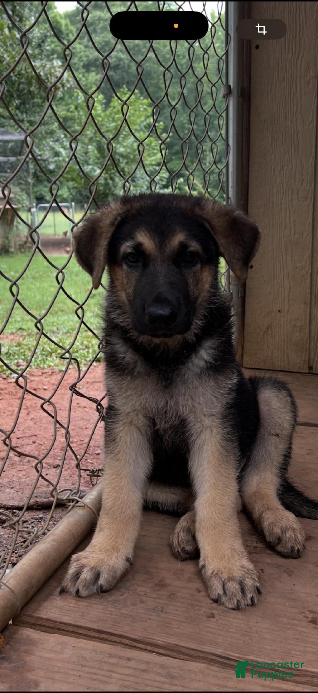 German Shepherd dogs for sale: Toby Jr - Image 3