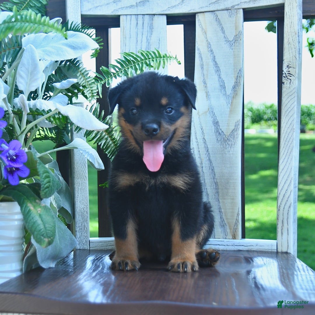 Rottweiler dogs for sale: Patrick - Image 1