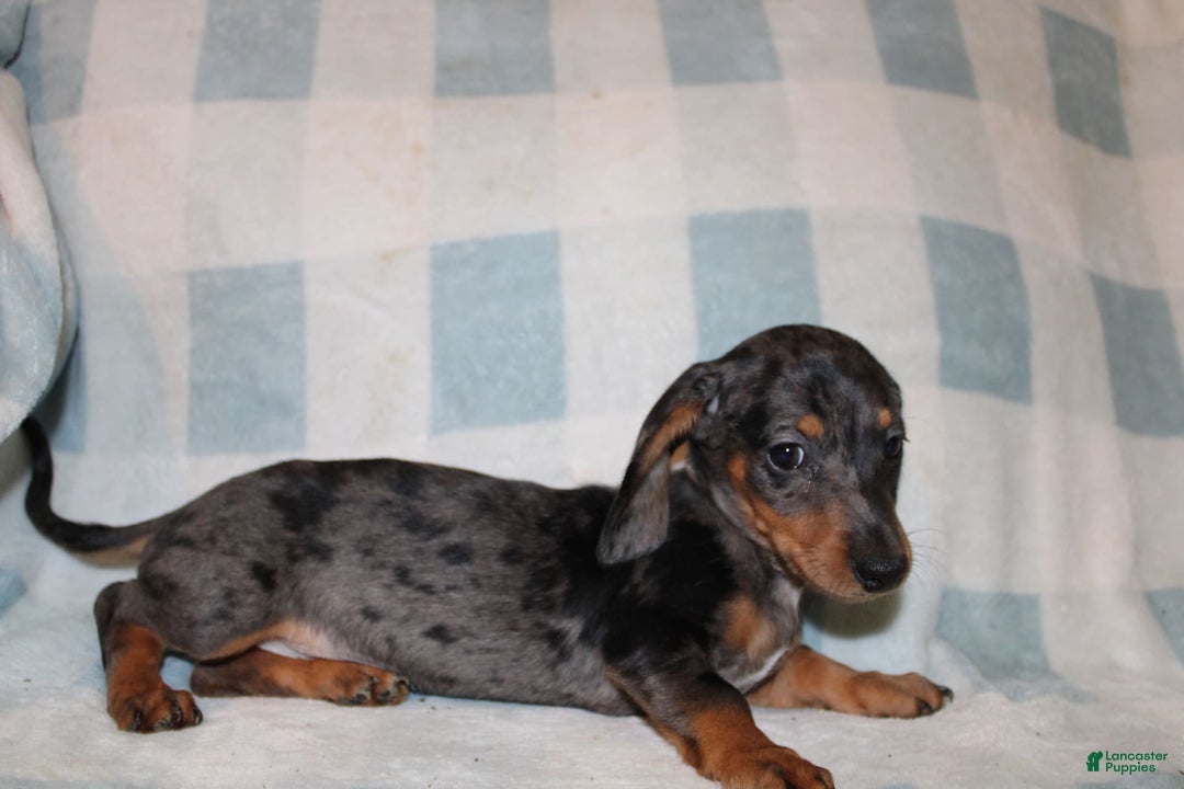 Miniature Dachshund dogs for sale: Teddy Mini - Image 22