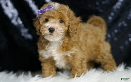 Toy Poodle dogs for sale: Rebecca - Image 2
