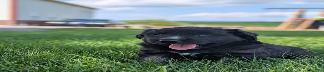 Onyx