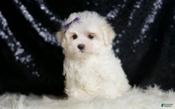 Miniature Poodle dogs for sale: Handsome - Image 4