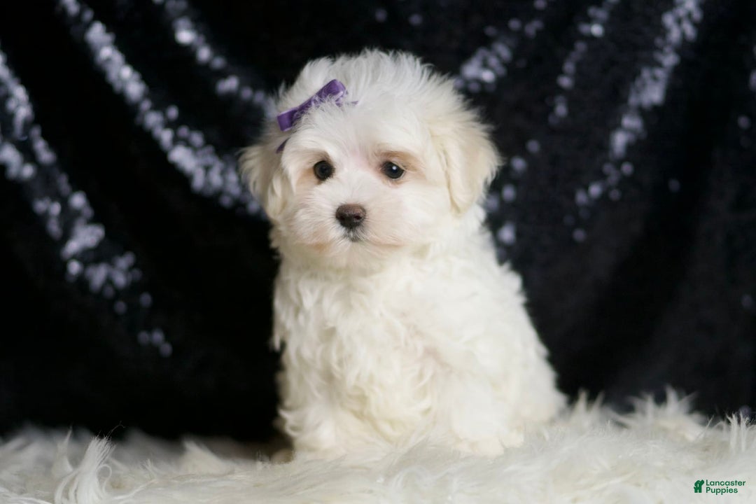 Miniature Poodle dogs for sale: Handsome - Image 4