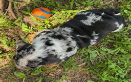 English Bulldog dogs for sale: Prince - Image 9