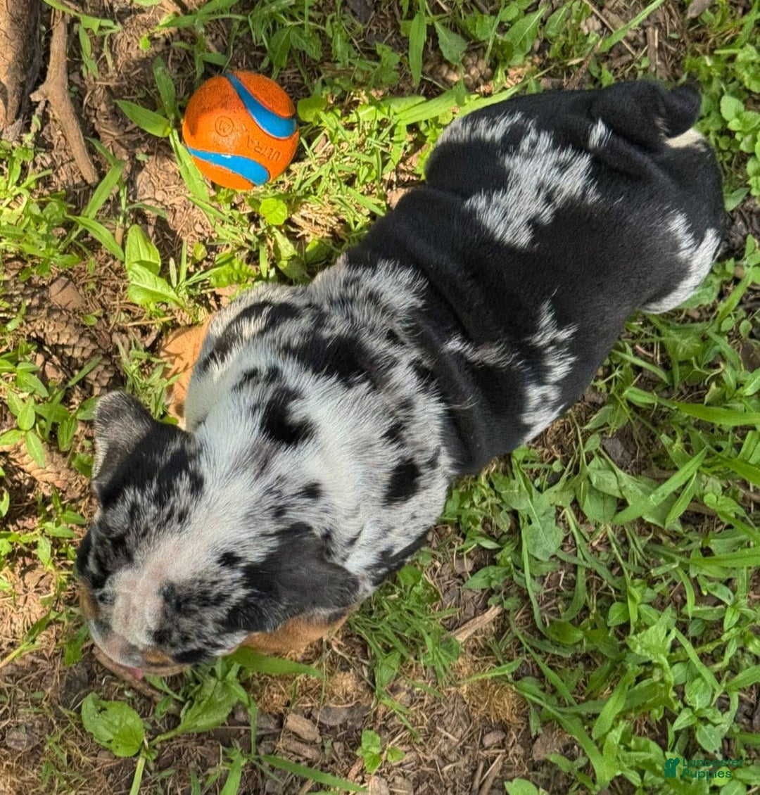 English Bulldog dogs for sale: Prince - Image 9