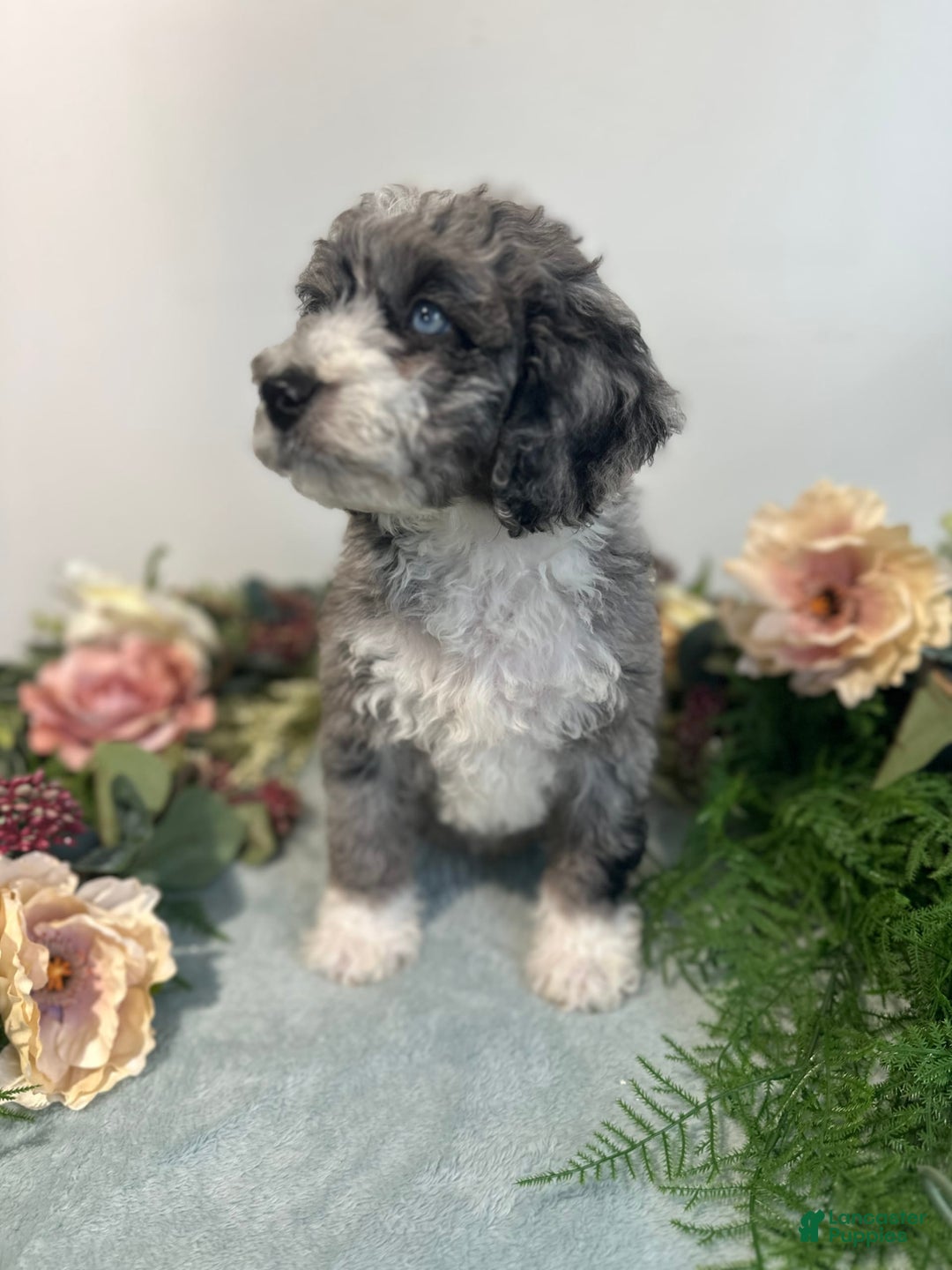 Mini Bernedoodle dogs for sale: Rune - Image 7
