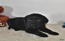 Labrador Retriever dogs for sale: Colt - Image 9