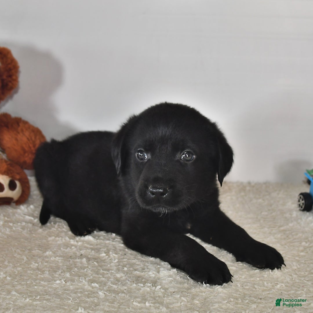 Labrador Retriever dogs for sale: Colt - Image 9