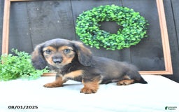 Dachshund dogs for sale: Tate - Image 3