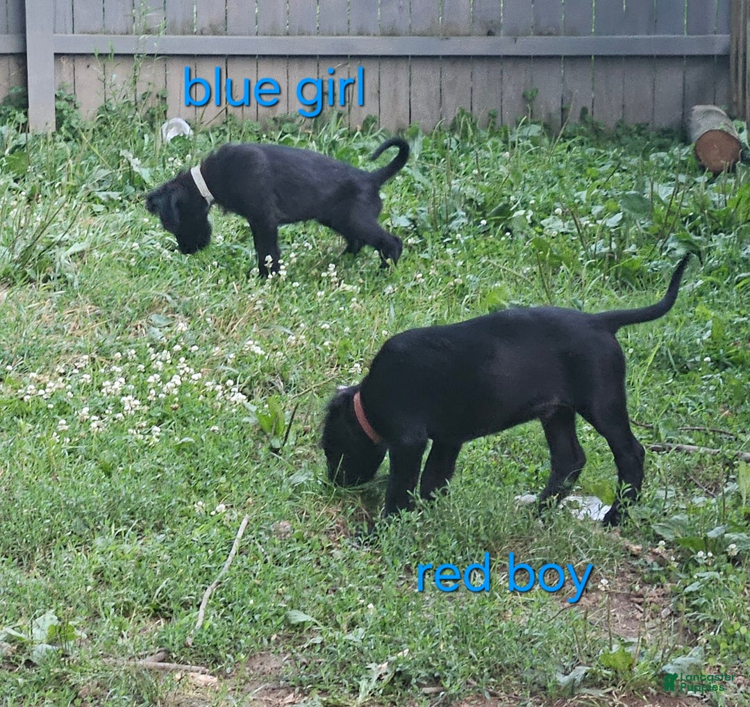 Belgian Malinois dogs for sale: Boy 1 - Image 4