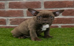 Frenchton dogs for sale: Bonnie - Image 2