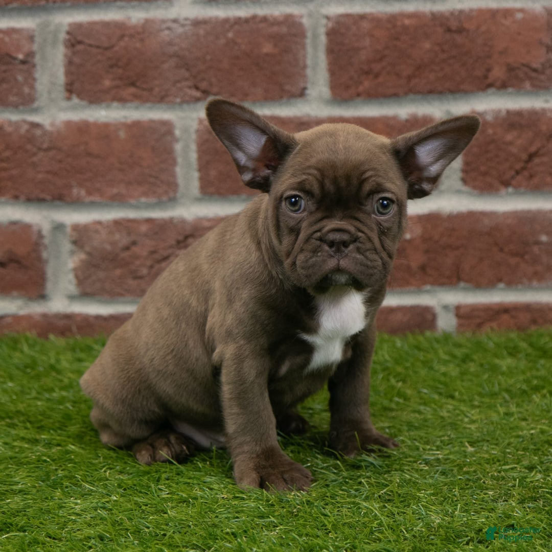Frenchton dogs for sale: Bonnie - Image 2