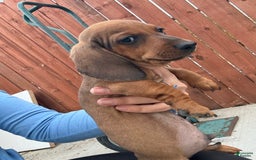 Miniature Dachshund dogs for sale: Twins - Image 17