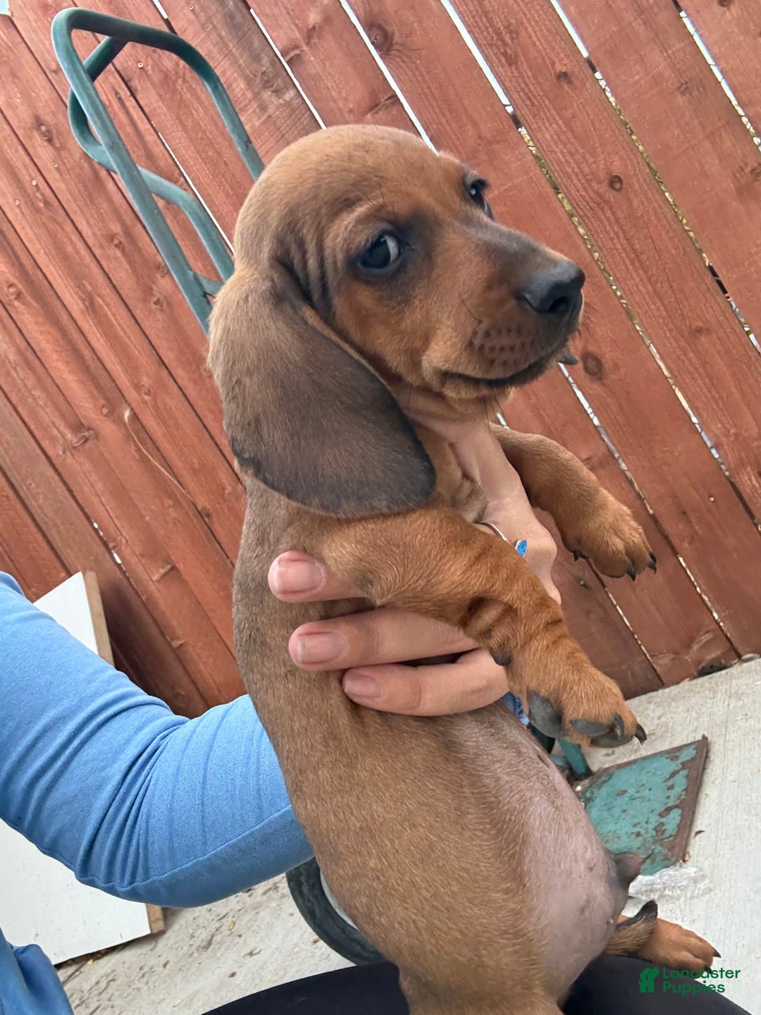 Miniature Dachshund dogs for sale: Twins - Image 17
