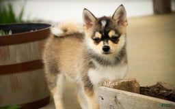 Pomsky dogs for sale: Fira - Image 12
