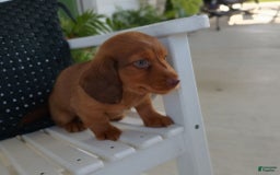 Dachshund dogs for sale: Otis - Image 8