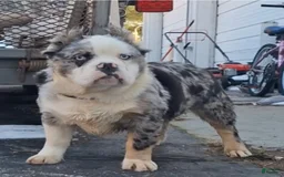 Olde English Bulldogge dogs for sale: Rosie Mini Bulldogge - Image 26