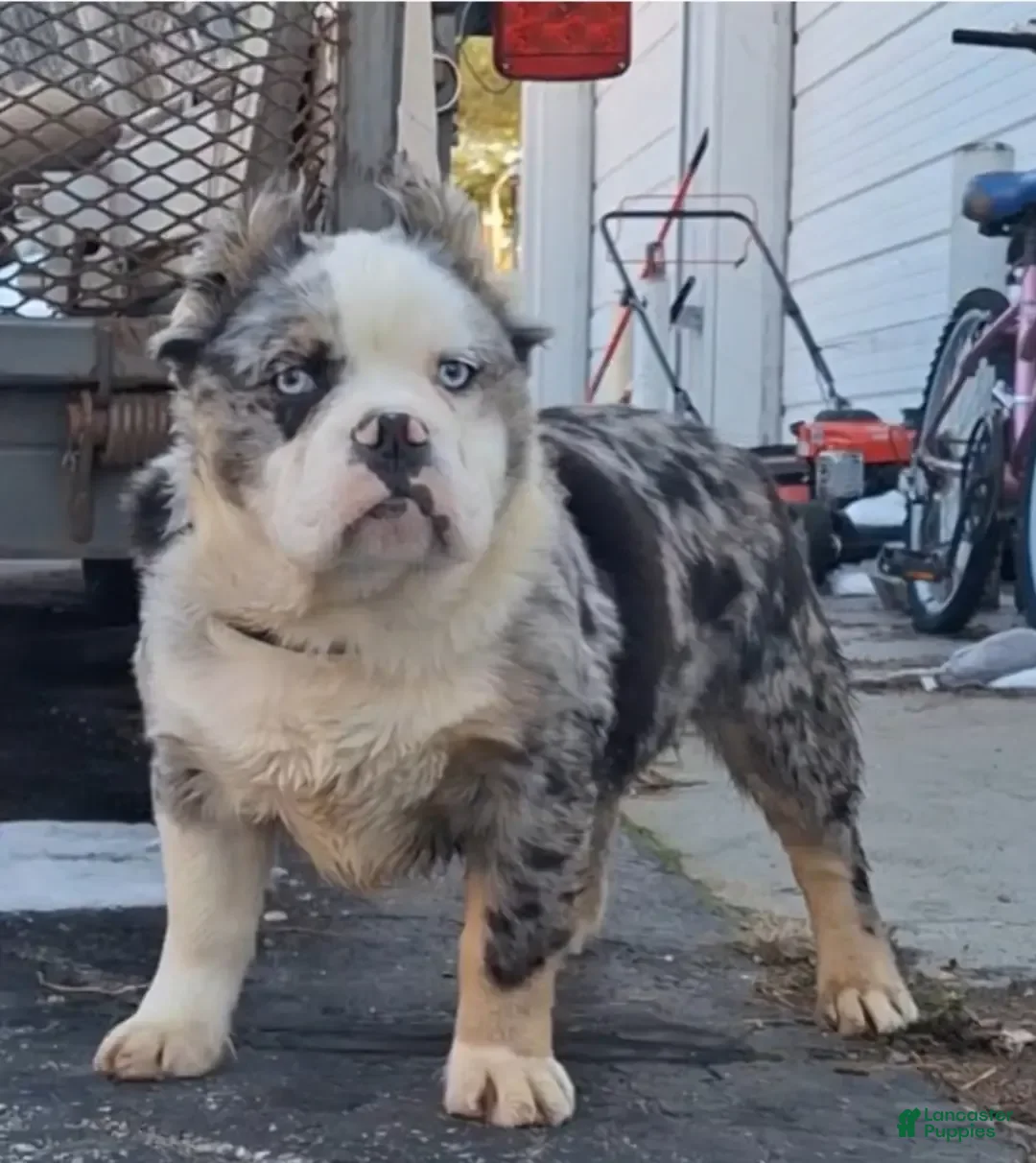 Olde English Bulldogge dogs for sale: Rosie Mini Bulldogge - Image 26