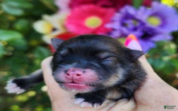 Pomeranian dogs for sale: Elysium - Listing for pets: Nirvana, Valhalla, Elysium - Image 7