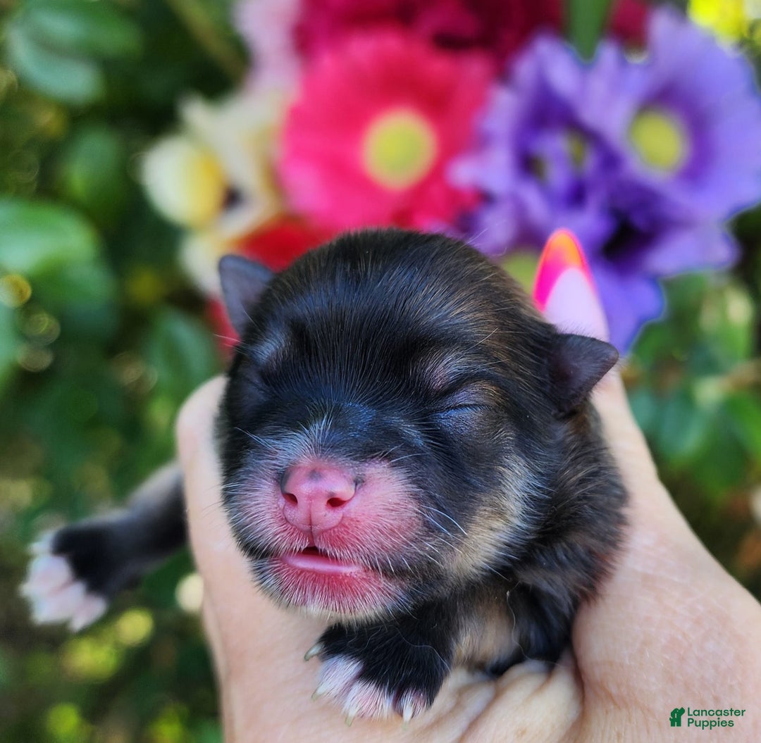 Pomeranian dogs for sale: Elysium - Listing for pets: Nirvana, Valhalla, Elysium - Image 7