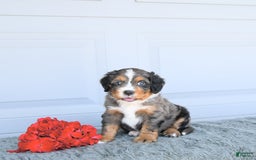 Miniature Bernese Mountain Dog dogs for sale: Leo - Image 7