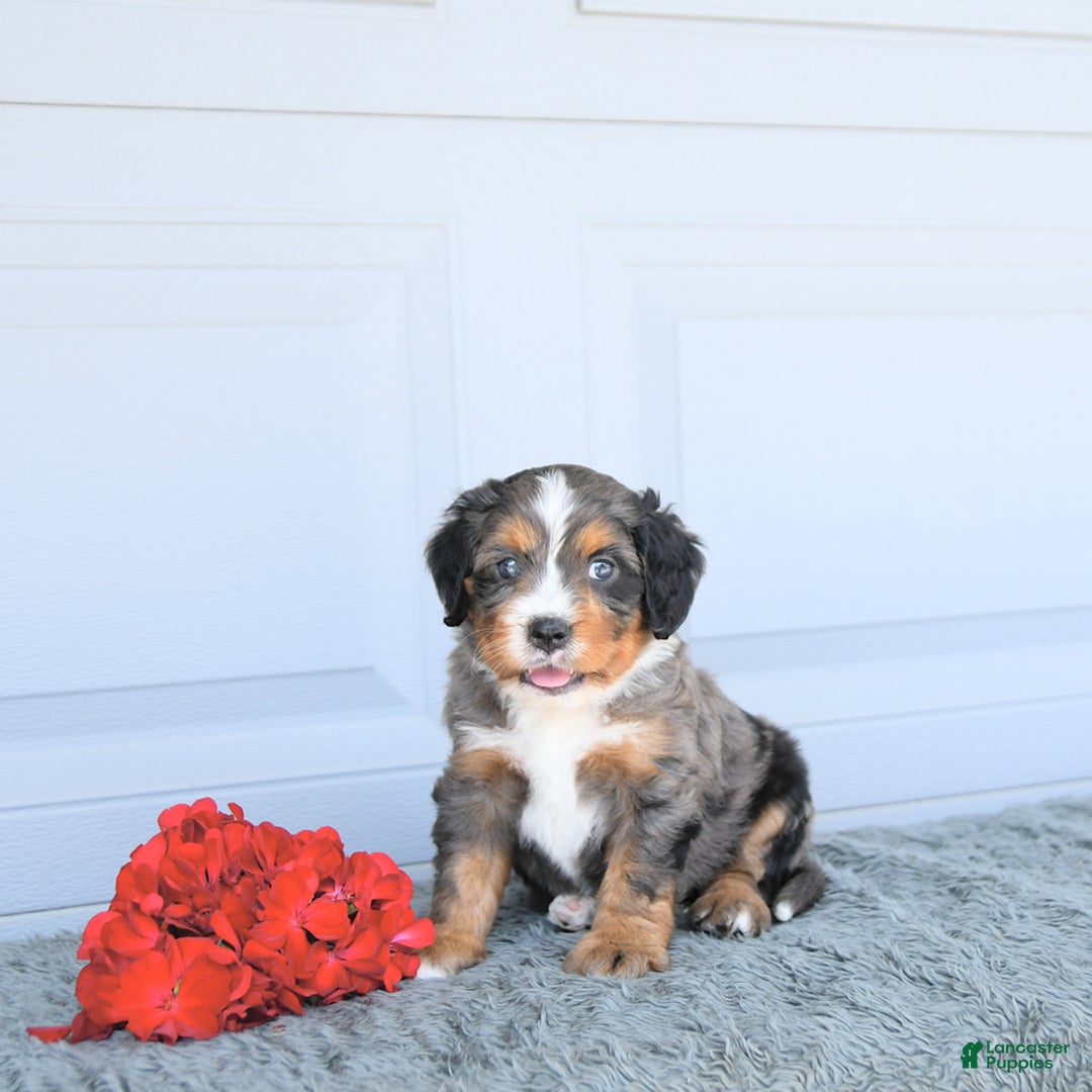 Miniature Bernese Mountain Dog dogs for sale: Leo - Image 7