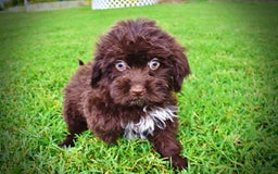 Havapoo dogs for sale: Bubbles - Image 10