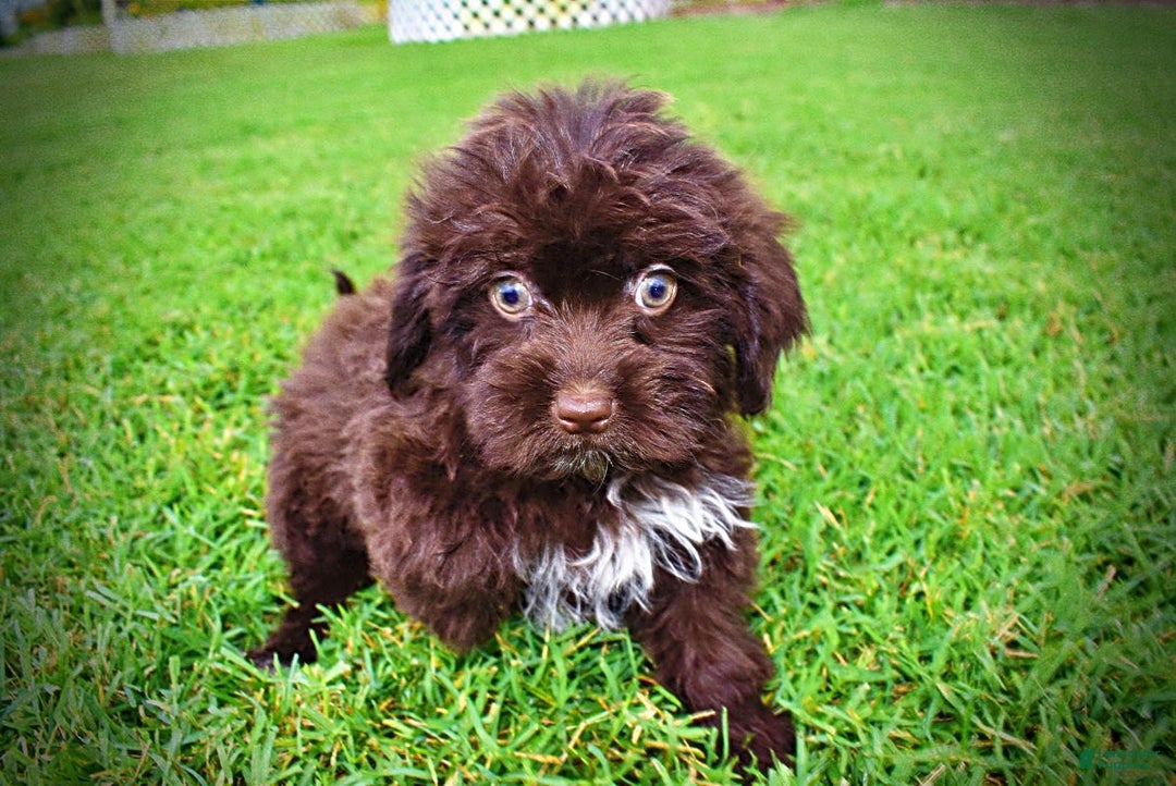 Havapoo dogs for sale: Bubbles - Image 10