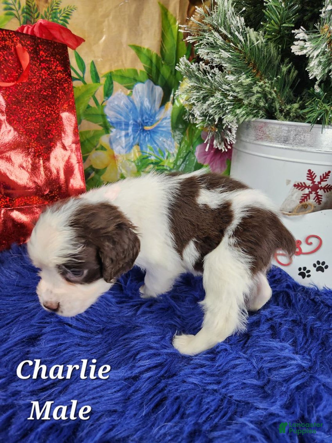 English Springer Spaniel dogs for sale: Charles - Image 3