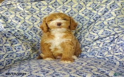 Mini Goldendoodle dogs for sale: Roscoe - Image 2