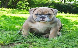 English Bulldog dogs for sale: Groucho - Image 2