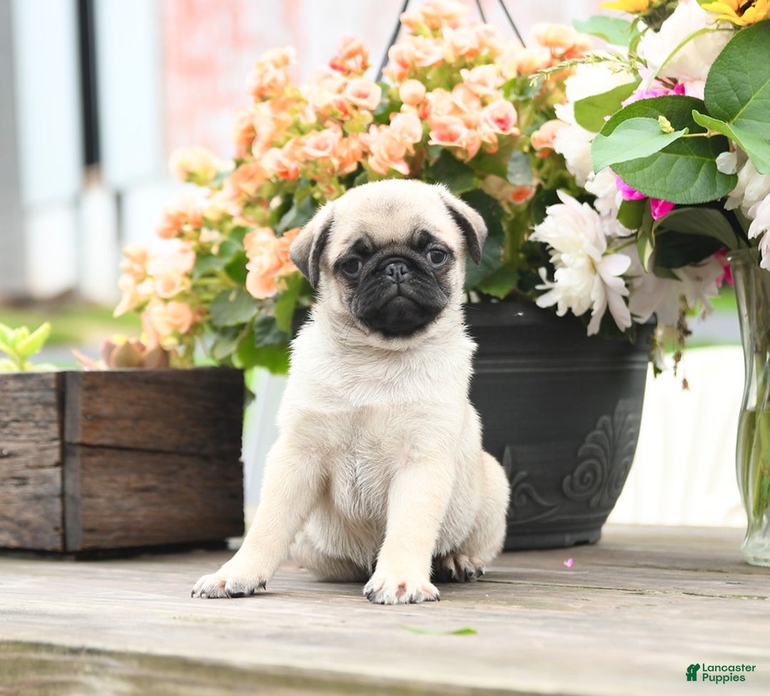 Pug dogs for sale: Coal - Image 1