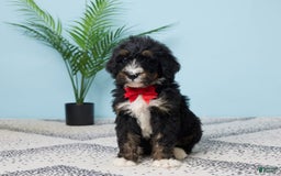 Bernedoodle dogs for sale: cooper - Image 4