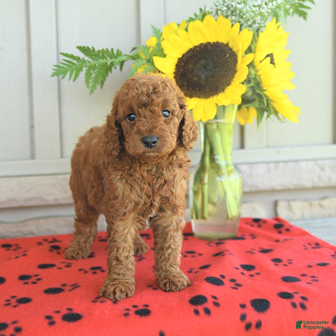 Mini Goldendoodle dogs for sale: Ulysses - Image 2
