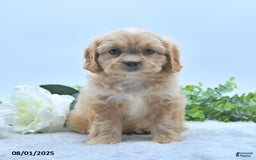 Shih Tzu dogs for sale: Norleen - Image 4