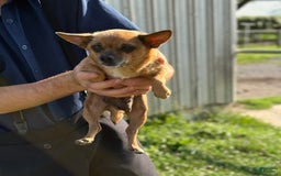 Chihuahua dogs for sale: Puddle - Image 11