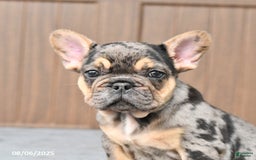French Bulldog dogs for sale: Dozer - Image 2
