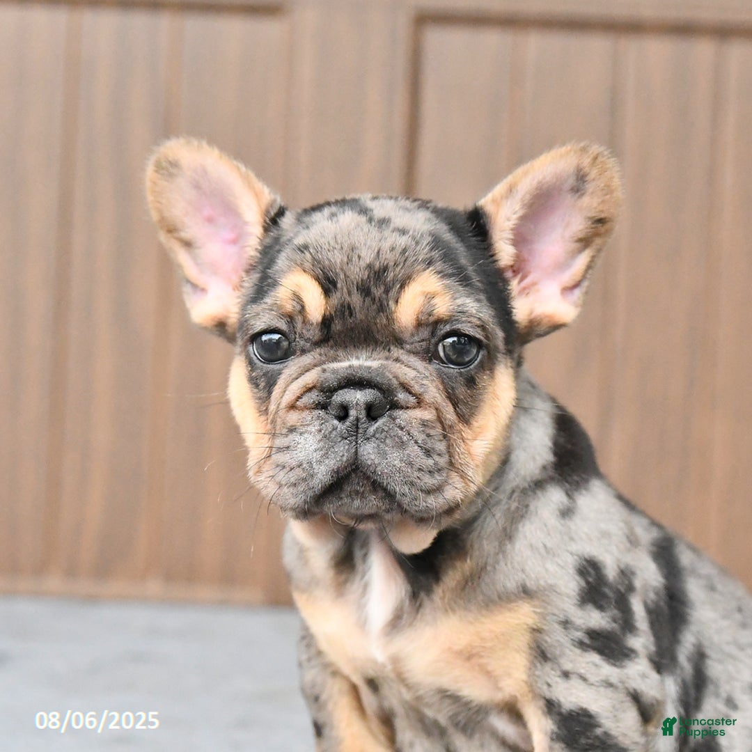 French Bulldog dogs for sale: Dozer - Image 2