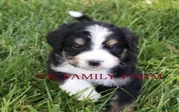 Bernedoodle dogs for sale: Falcon - Image 2