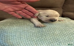 Goldendoodle dogs for sale: Pepper Jack - Image 1