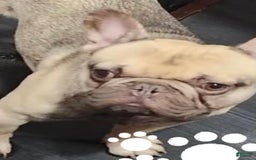 French Bulldog dogs for sale: Smokey - Image 15
