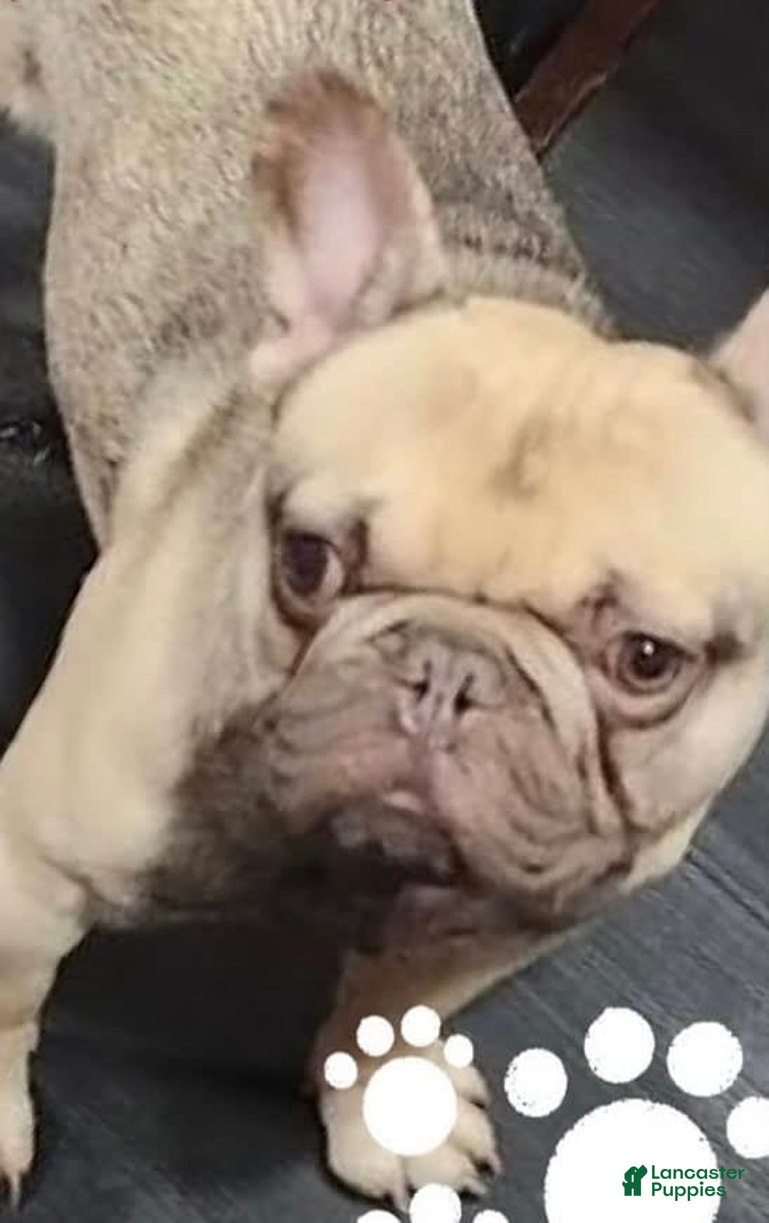 French Bulldog dogs for sale: Smokey - Image 15
