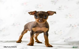 Miniature Pinscher dogs for sale: Cookie - Image 3