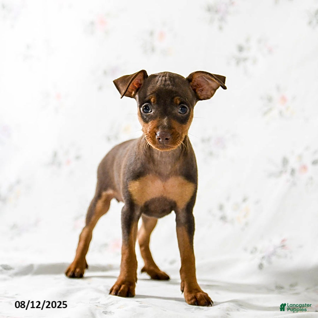 Miniature Pinscher dogs for sale: Cookie - Image 3